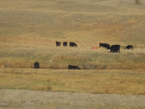 Cows grazing near the train tracks